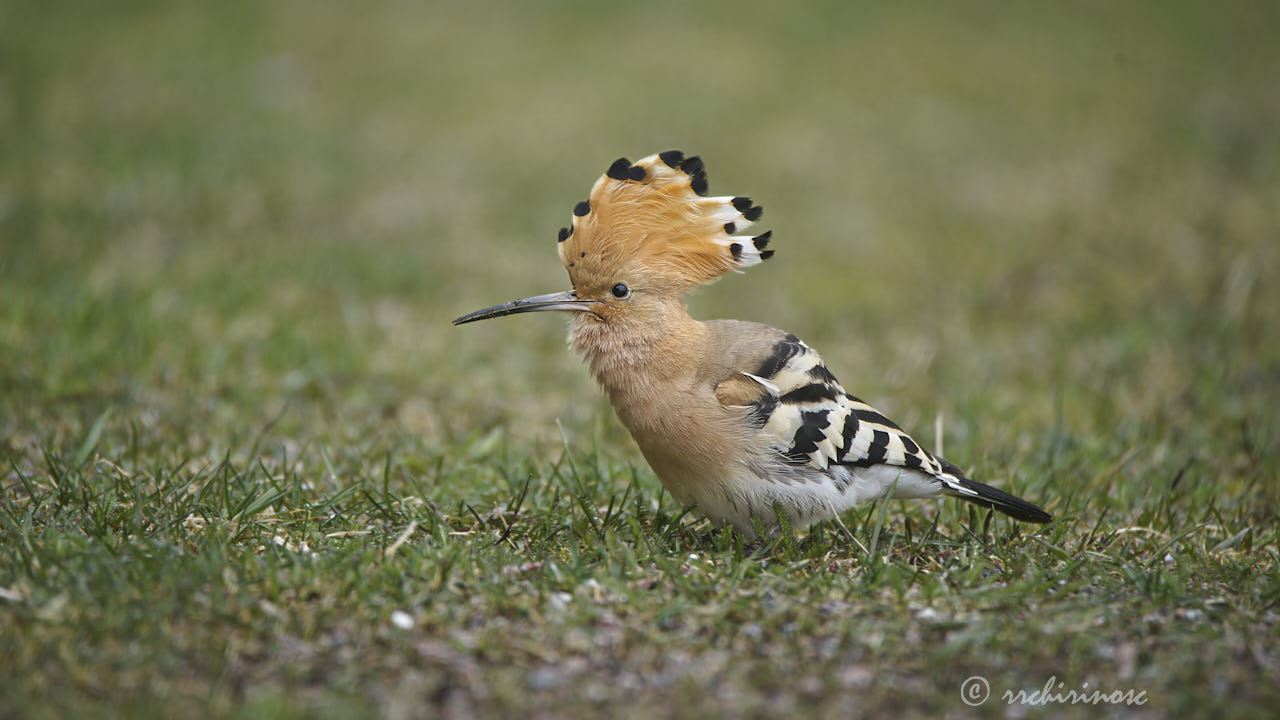 Eurasian hoopoe