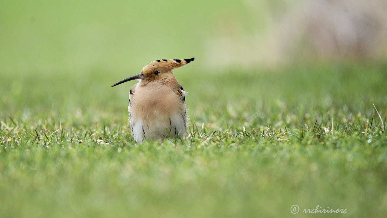 Eurasian hoopoe