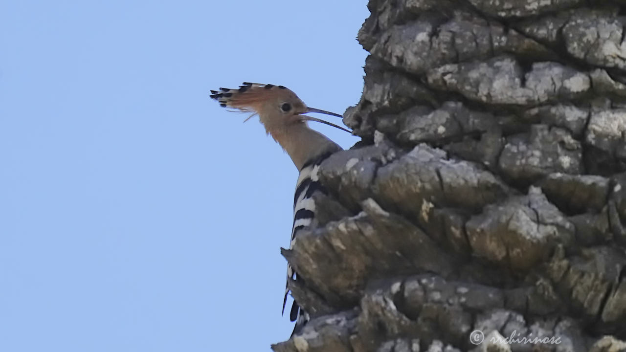 Eurasian hoopoe