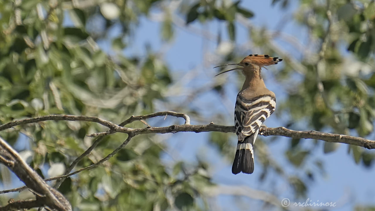 Eurasian hoopoe