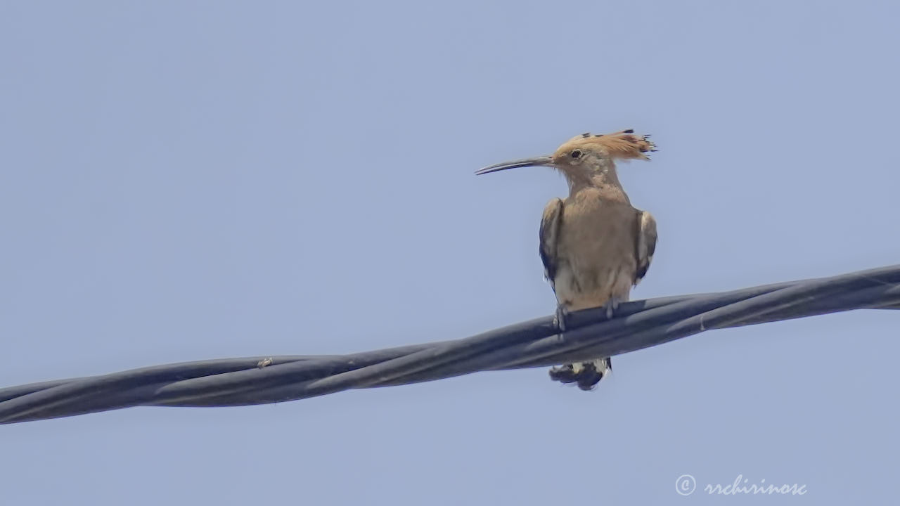Eurasian hoopoe