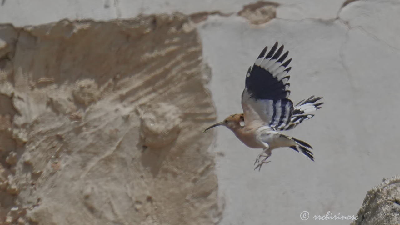 Eurasian hoopoe