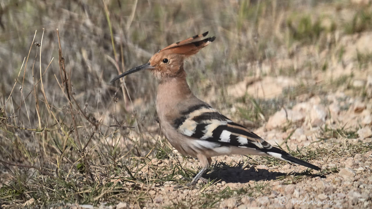 Eurasian hoopoe