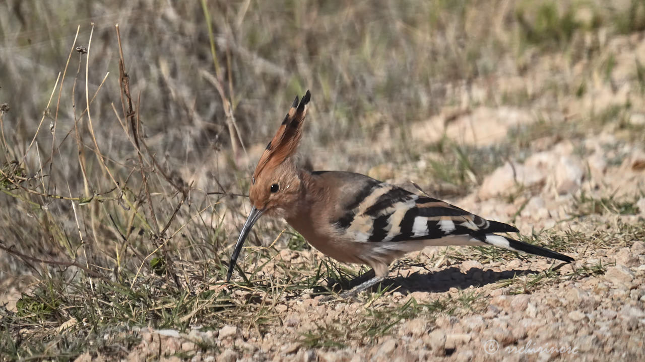 Eurasian hoopoe