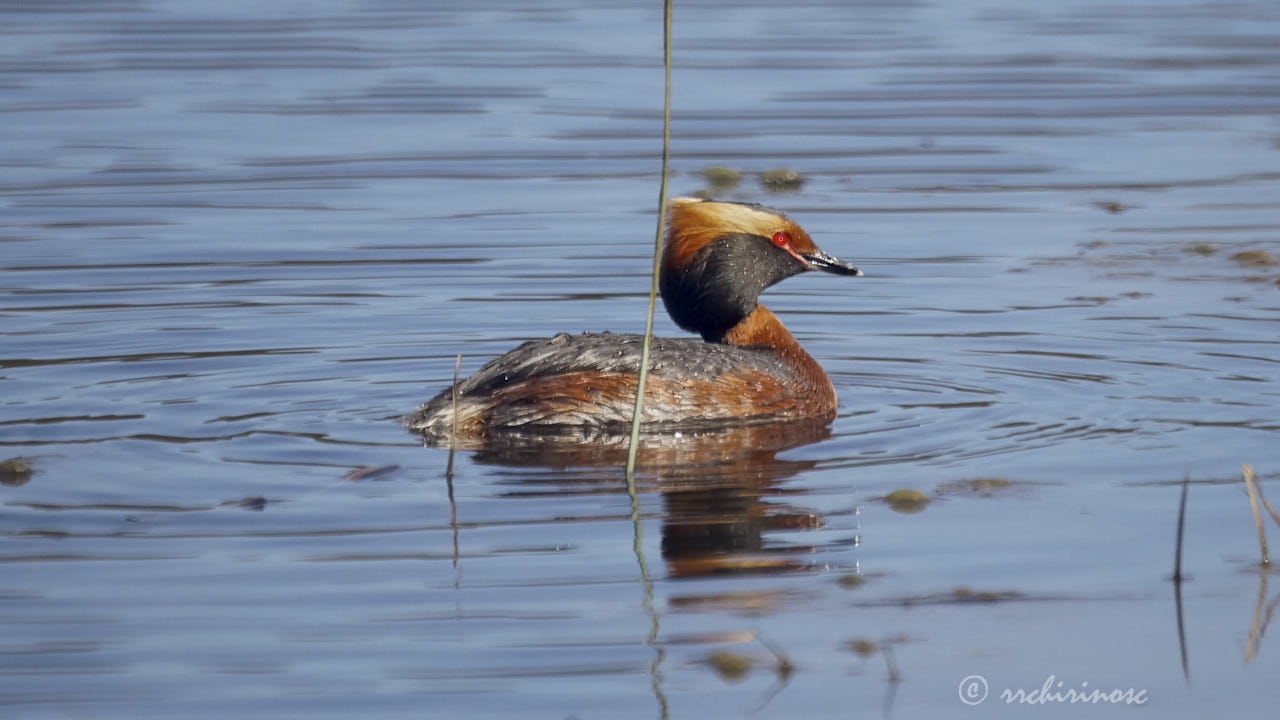 Horned grebe
