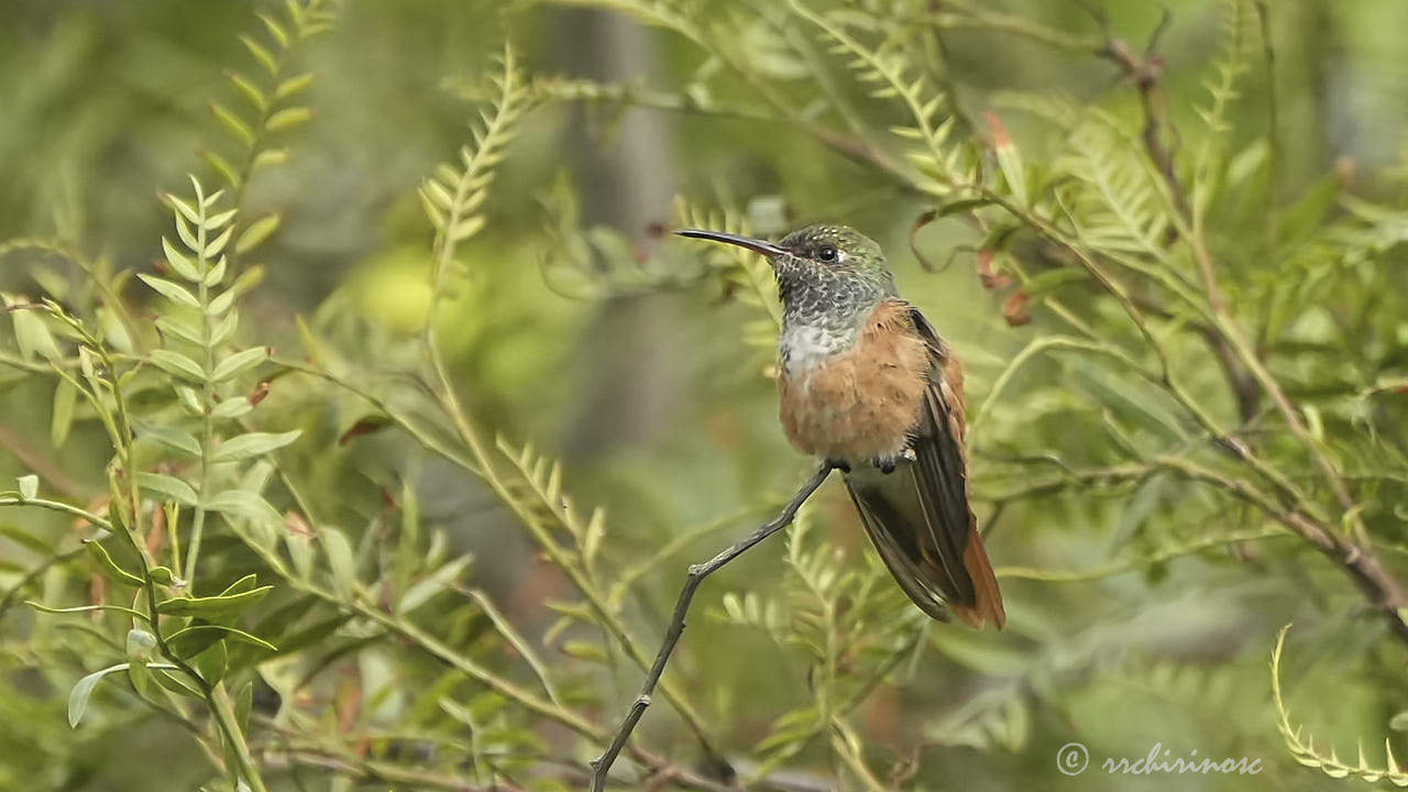 Amazilia hummingbird