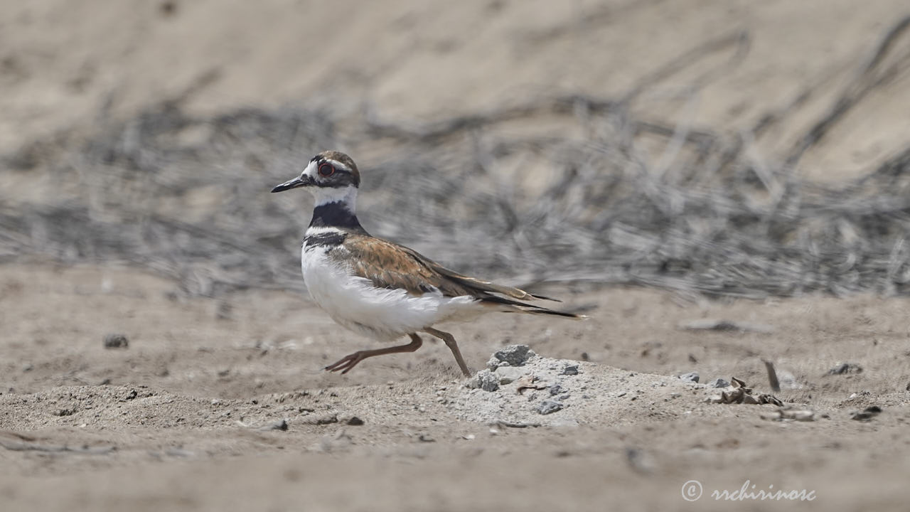 Killdeer