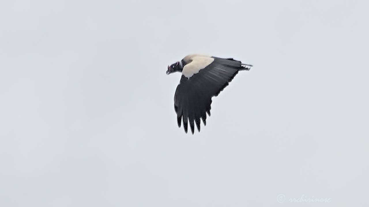 King vulture