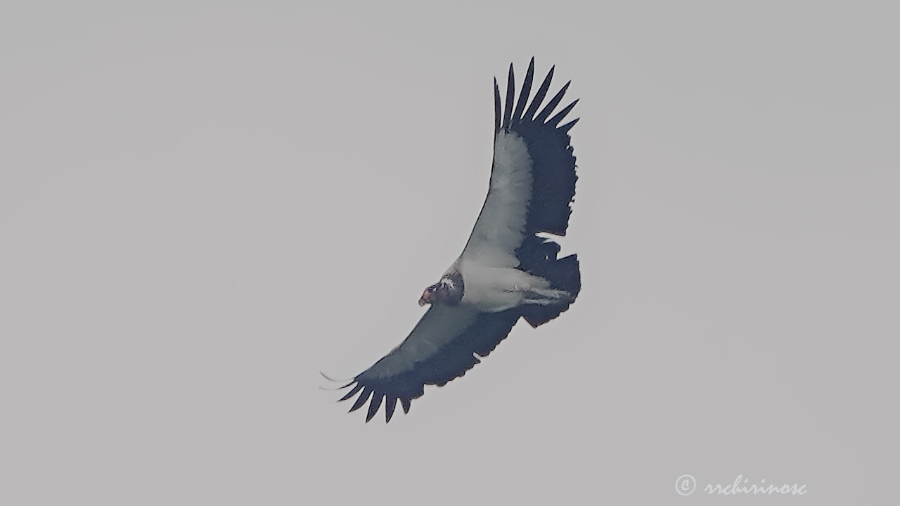 King vulture