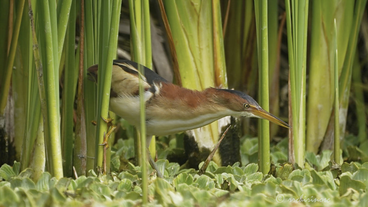 Least bittern