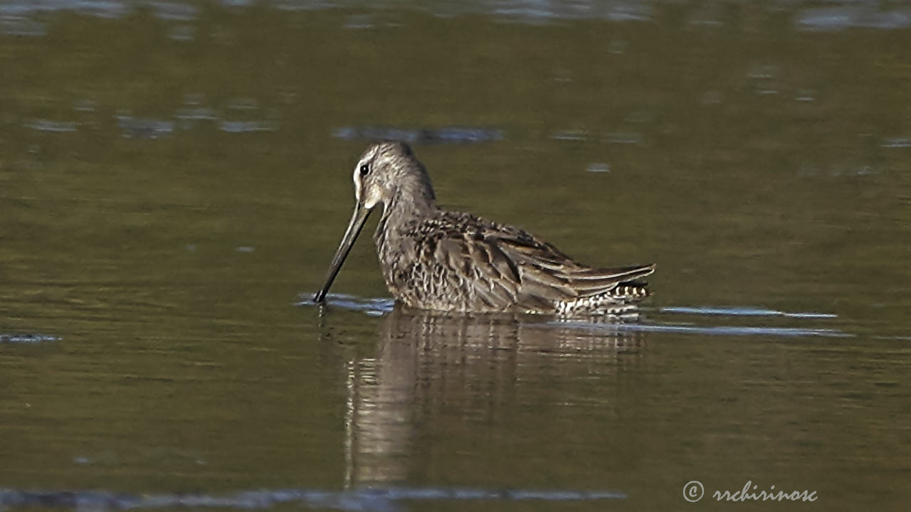 Long-billed dowitcher