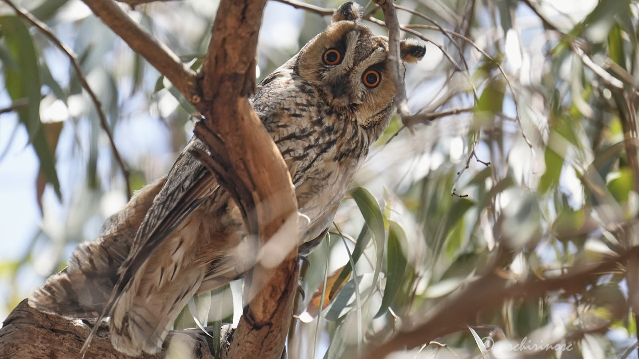 Long-eared owl
