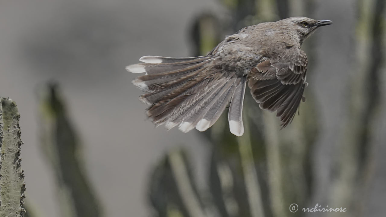 Long-tailed mockingbird