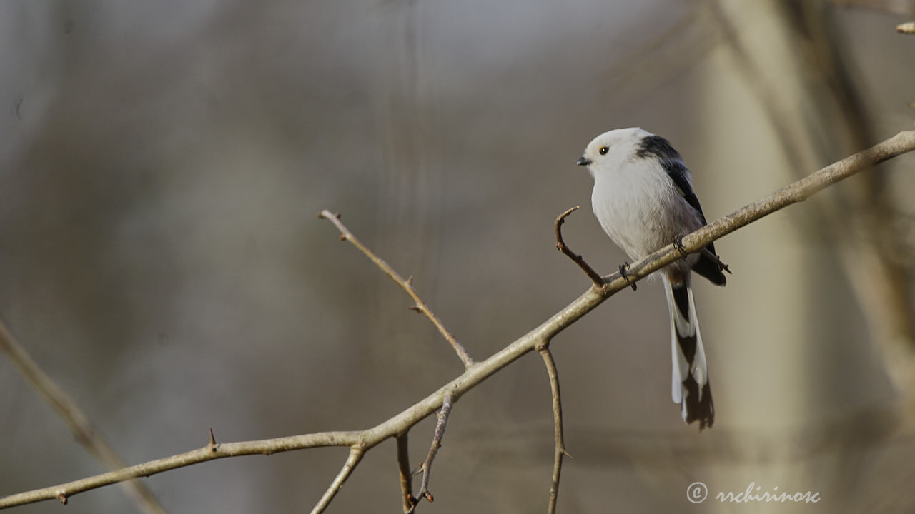 Long-tailed tit