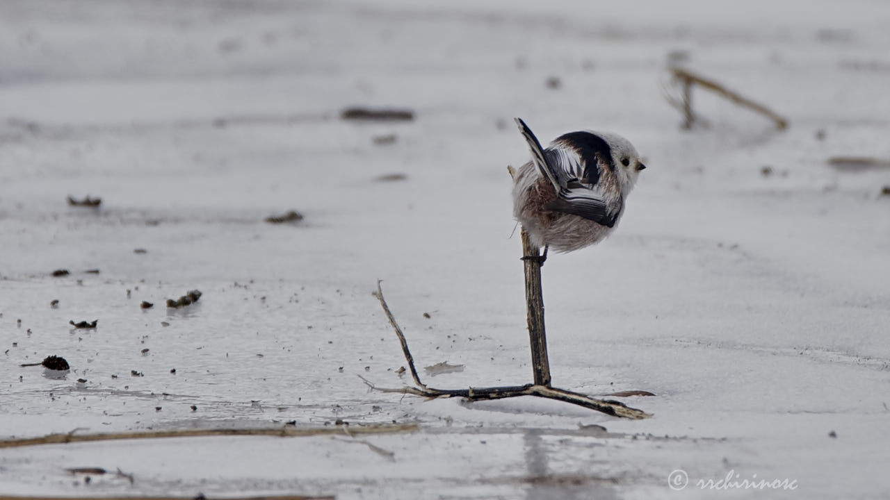 Long-tailed tit