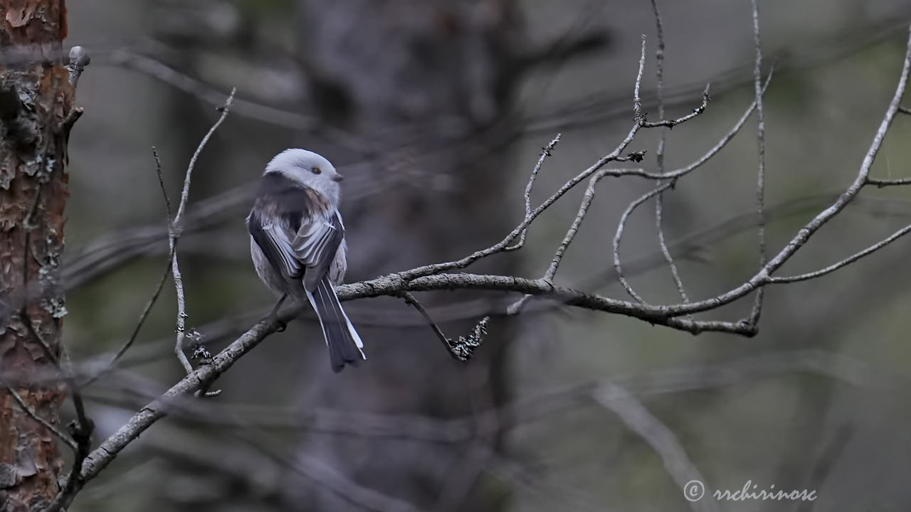 Long-tailed tit