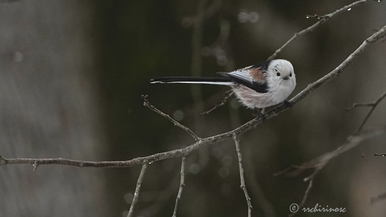 Long-tailed tit