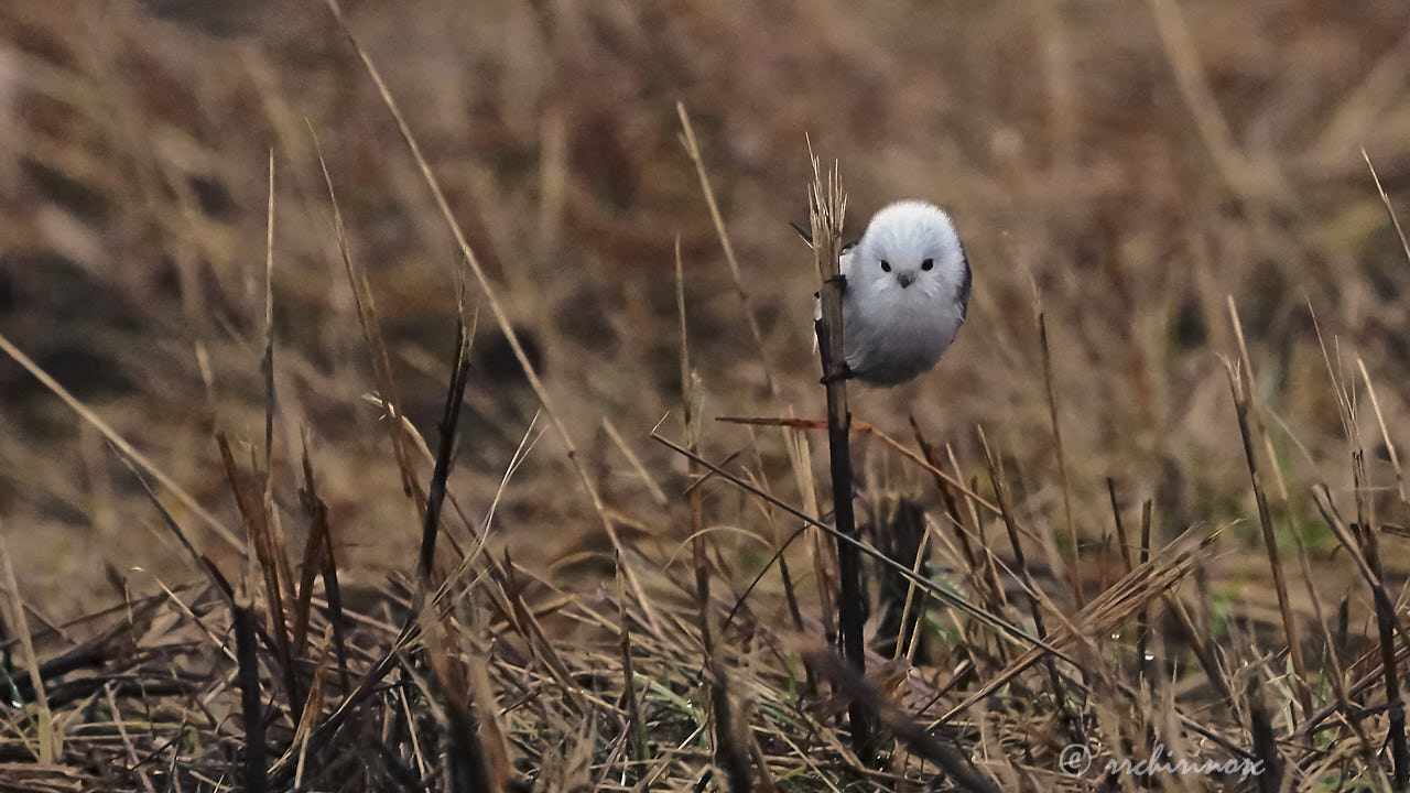 Long-tailed tit