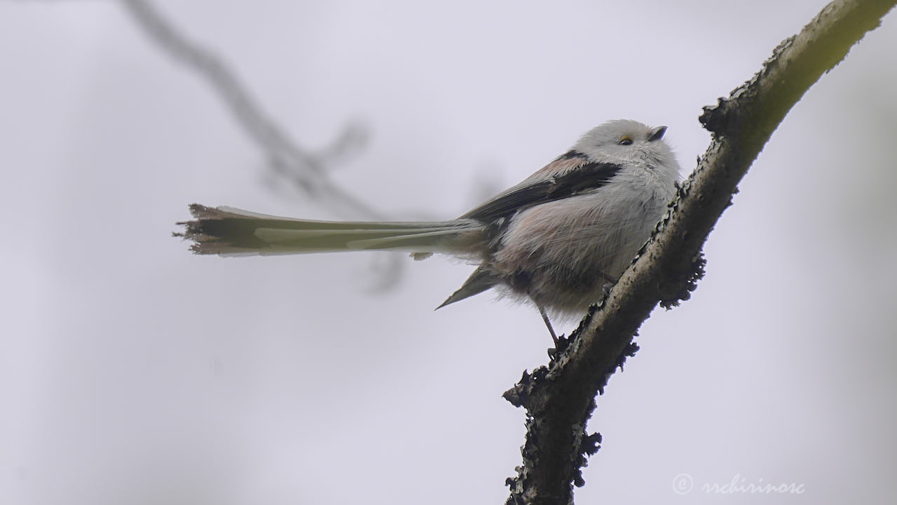 Long-tailed tit