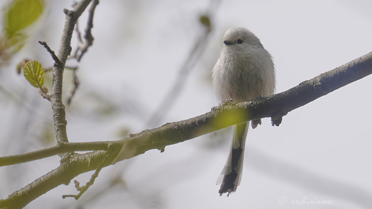 Long-tailed tit