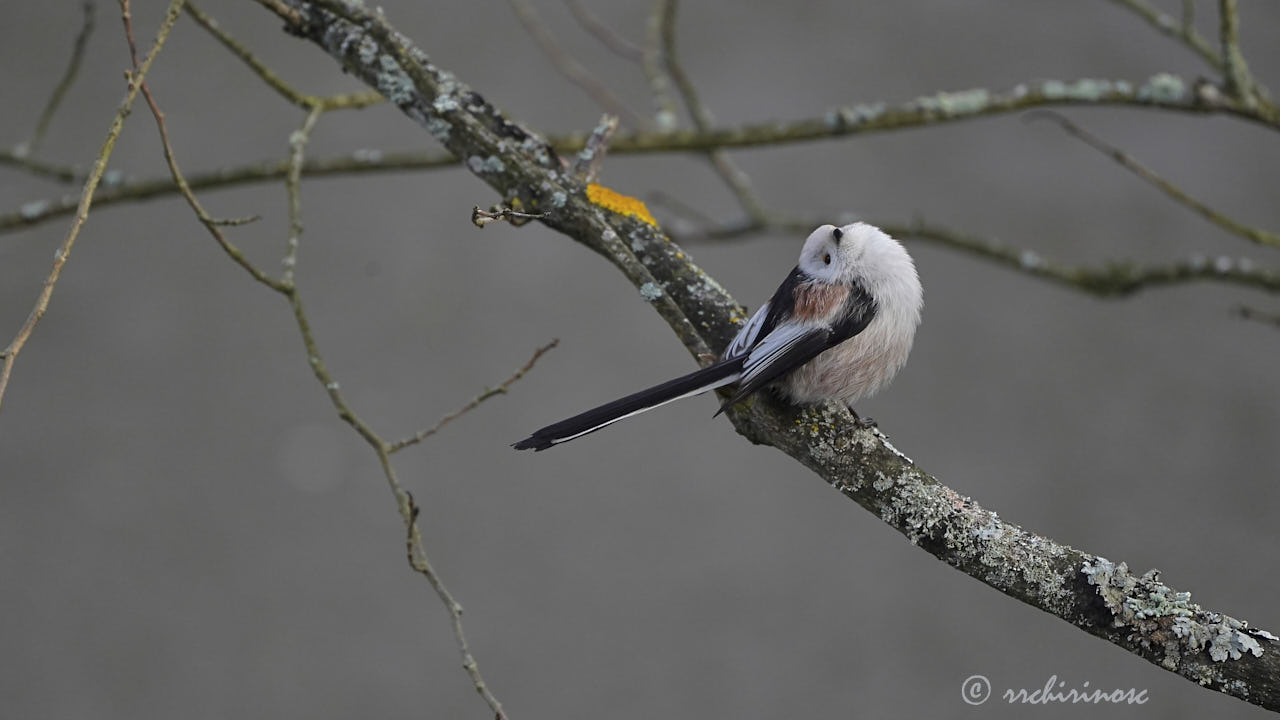 Long-tailed tit