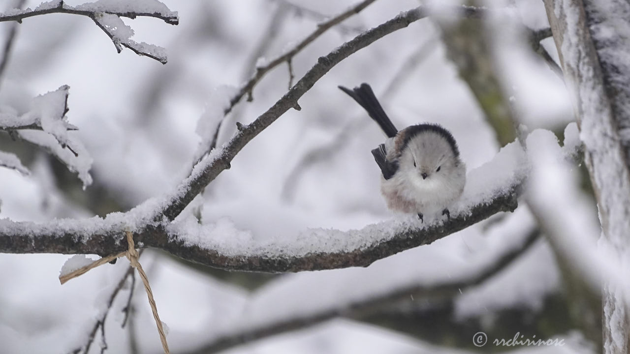 Long-tailed tit