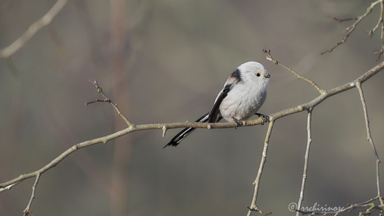 Long-tailed tit