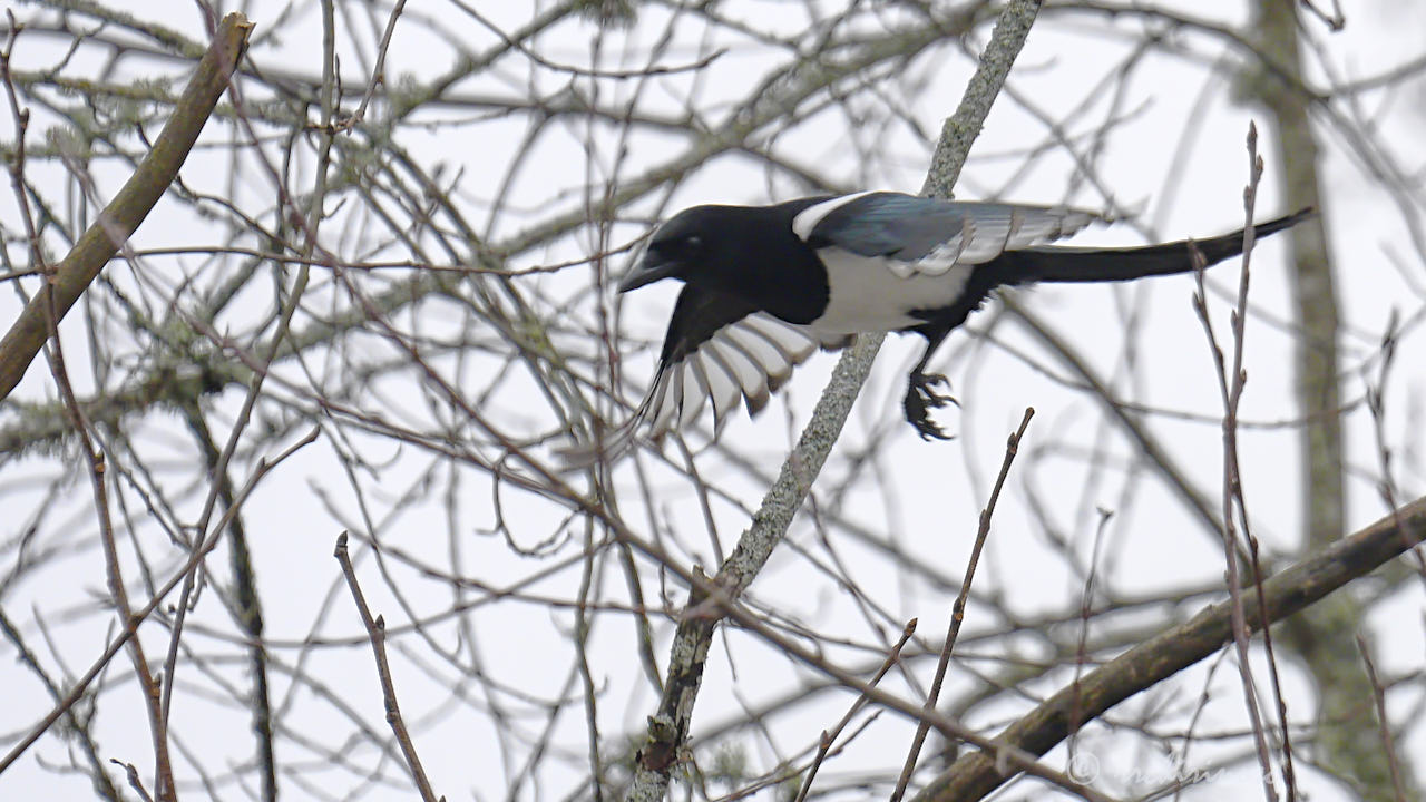 Eurasian magpie
