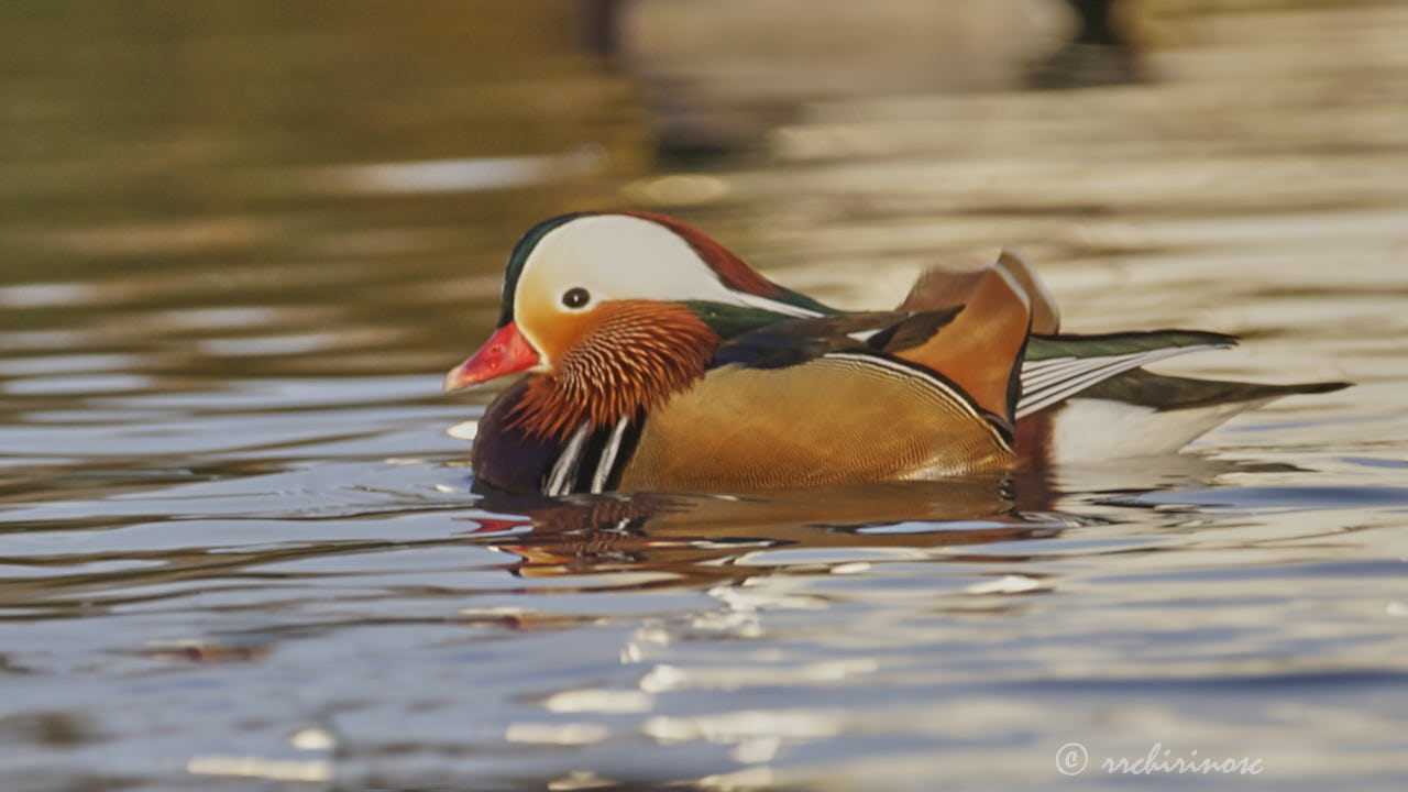 Mandarin duck