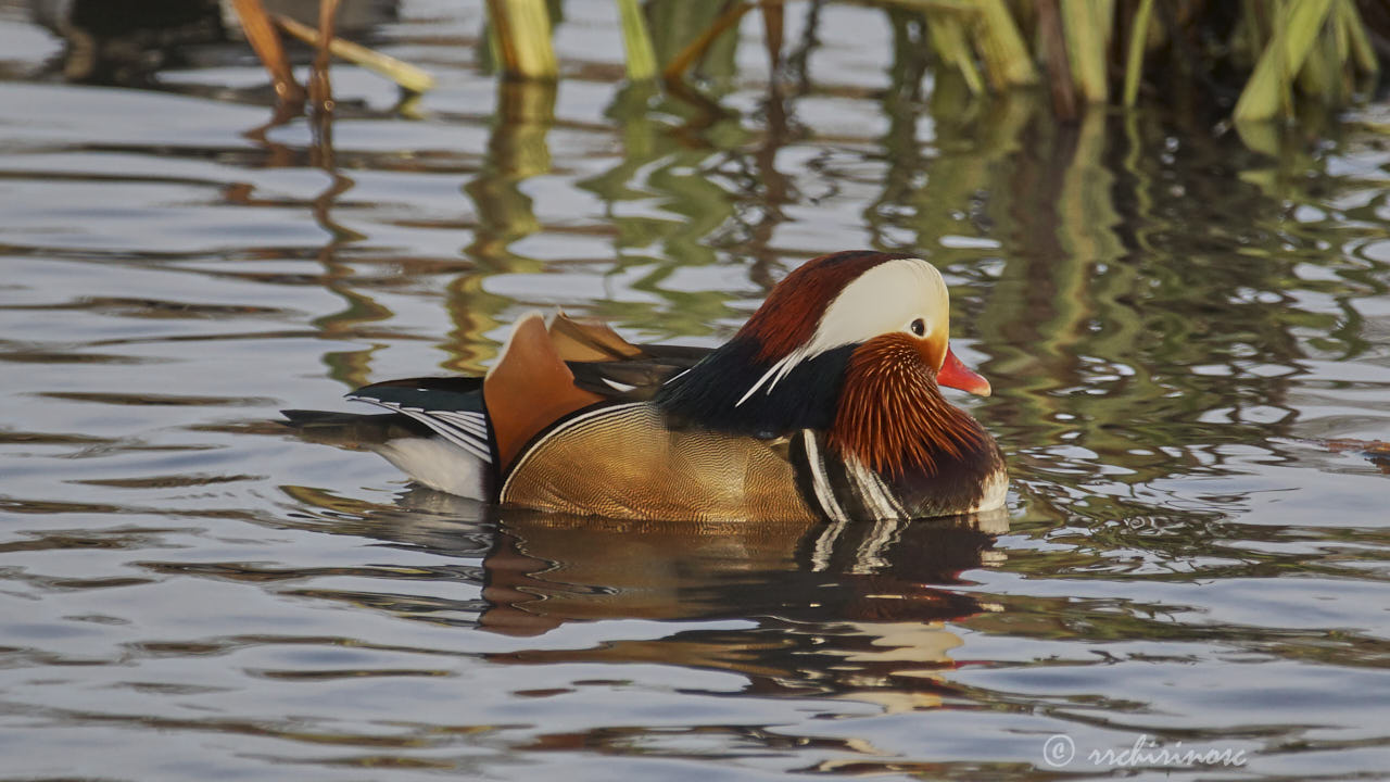 Mandarin duck