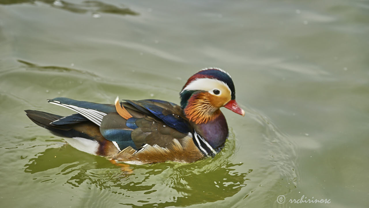 Mandarin duck