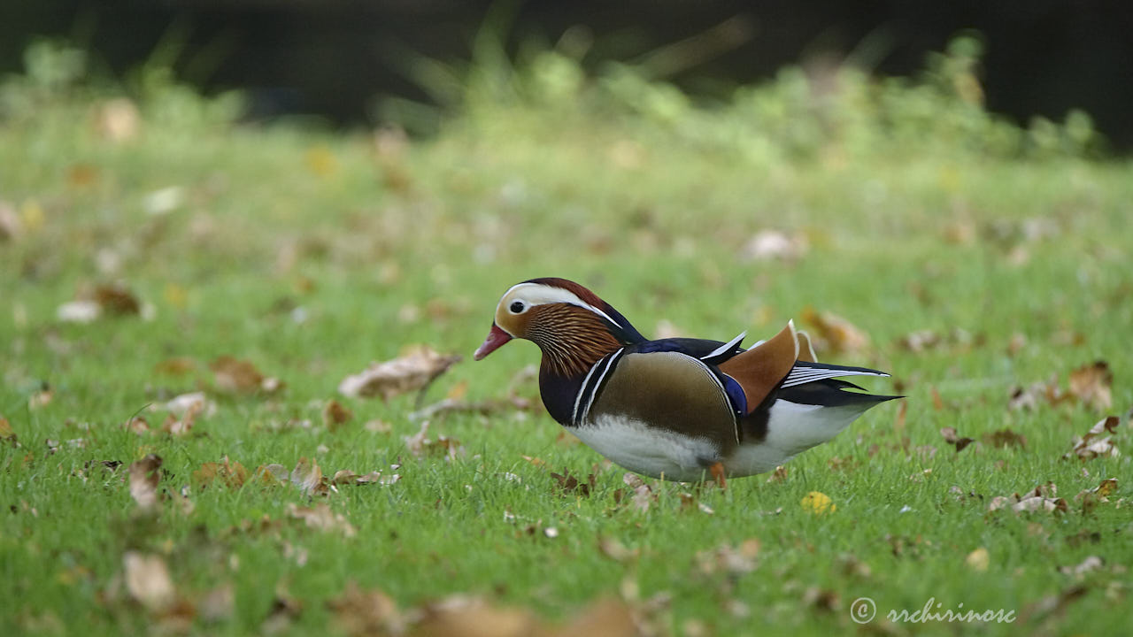 Mandarin duck