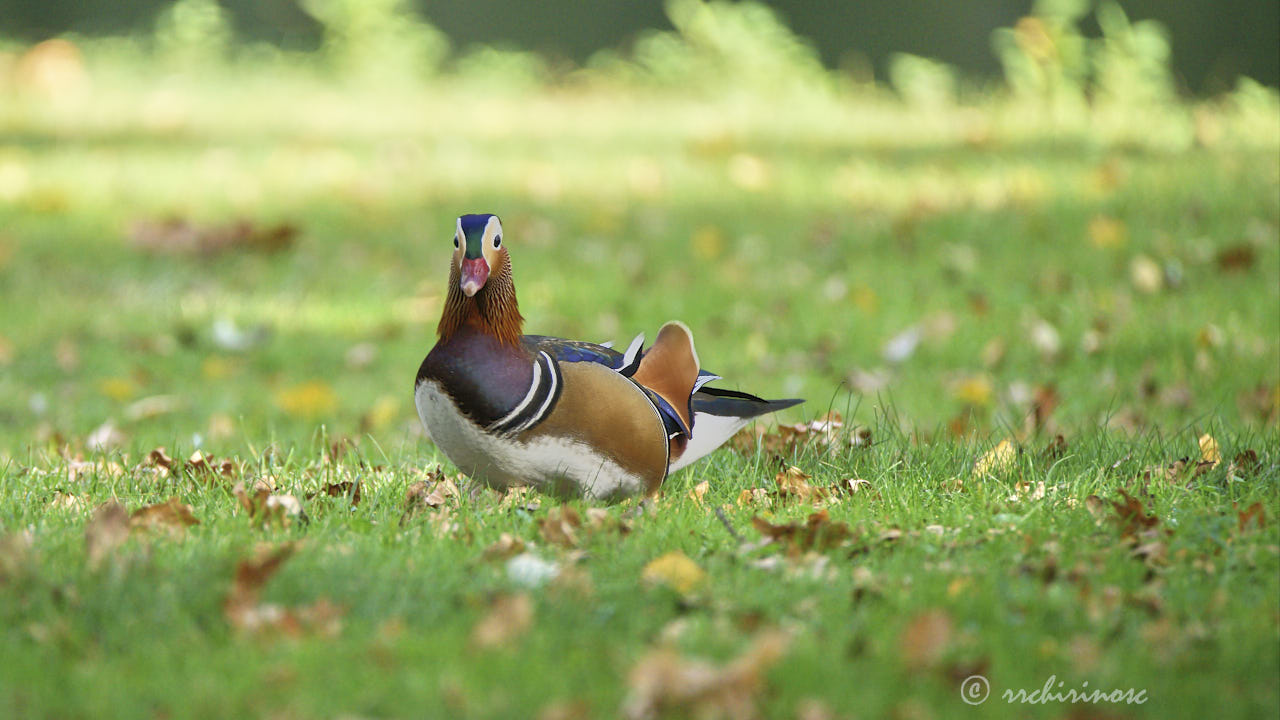 Mandarin duck