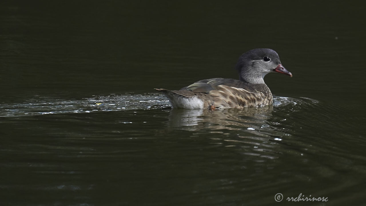 Mandarin duck