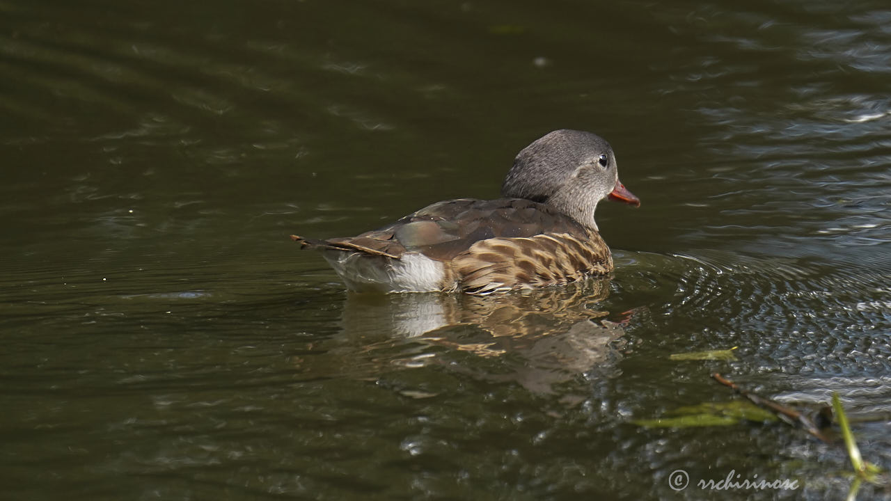 Mandarin duck