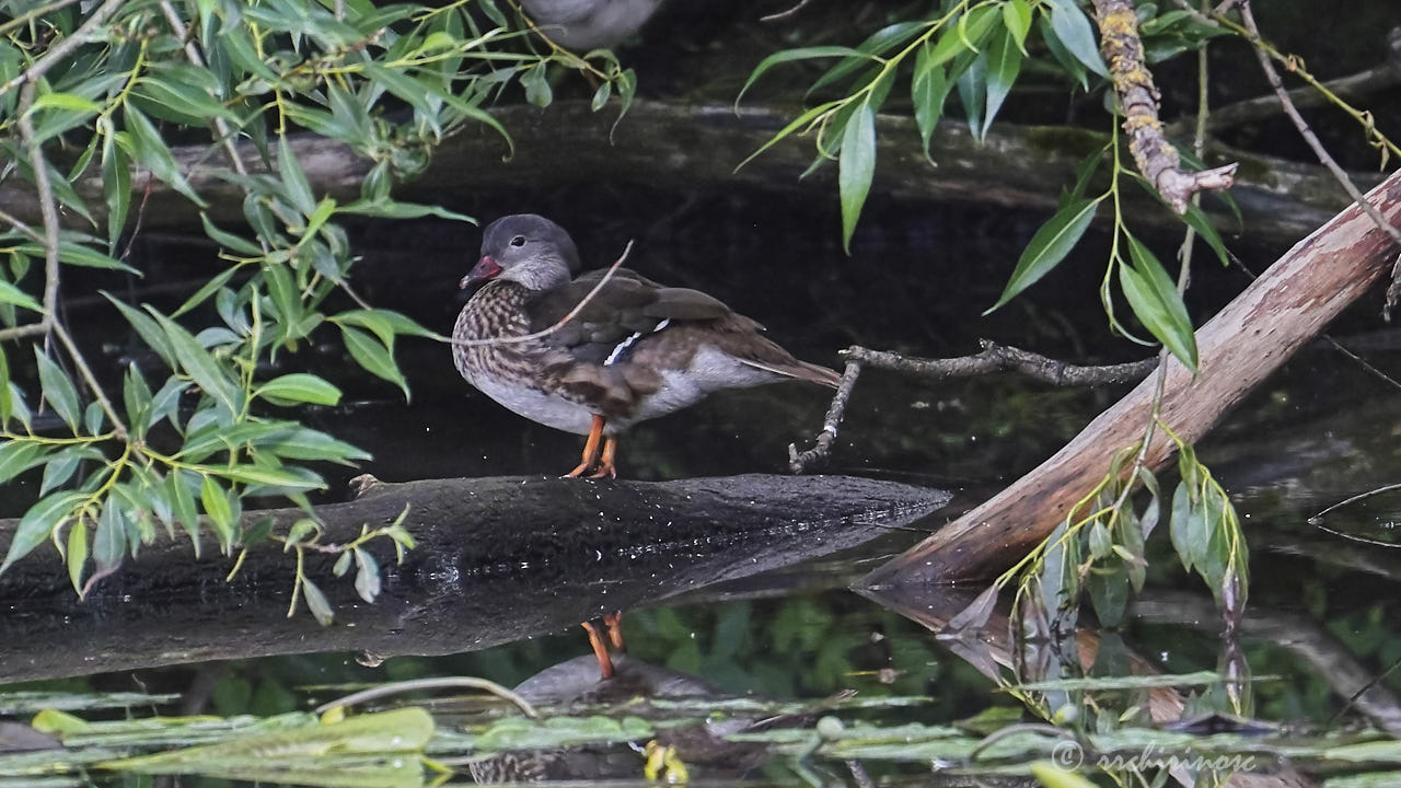 Mandarin duck