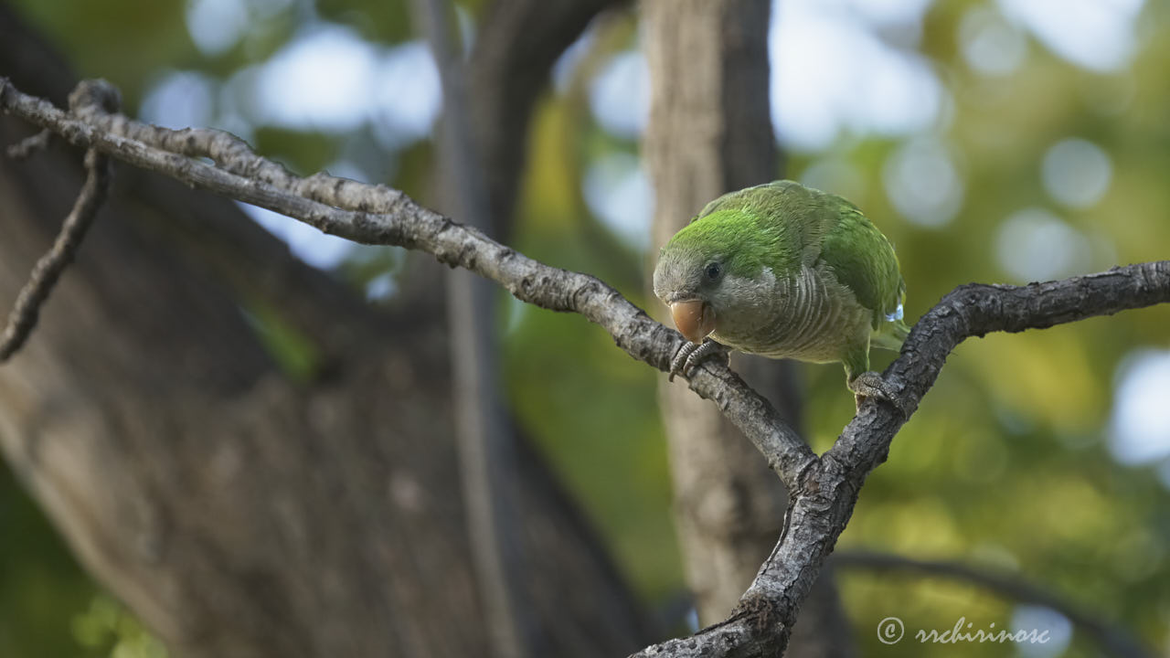 Monk parakeet