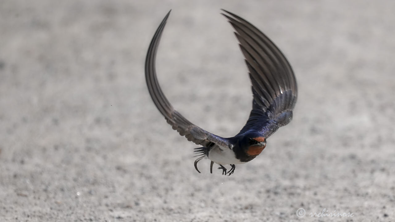 Barn swallow