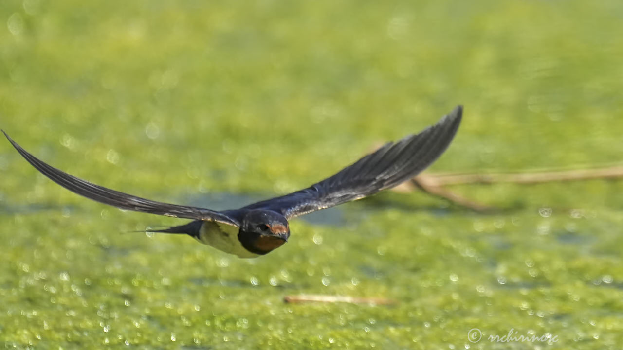 Barn swallow