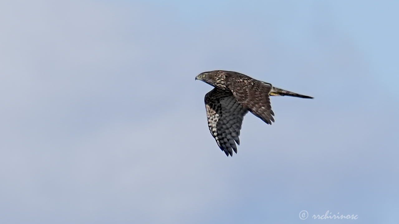 Northern goshawk