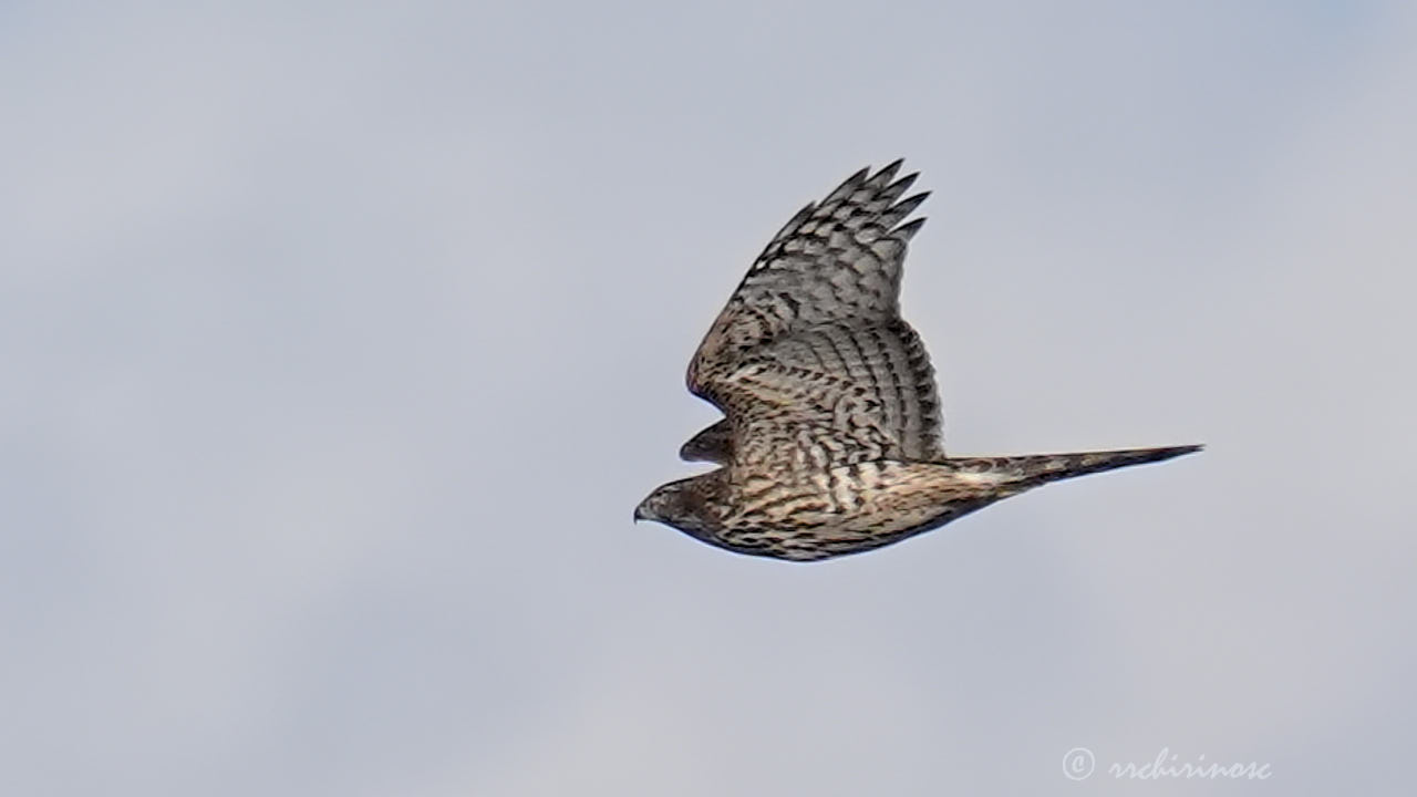 Northern goshawk