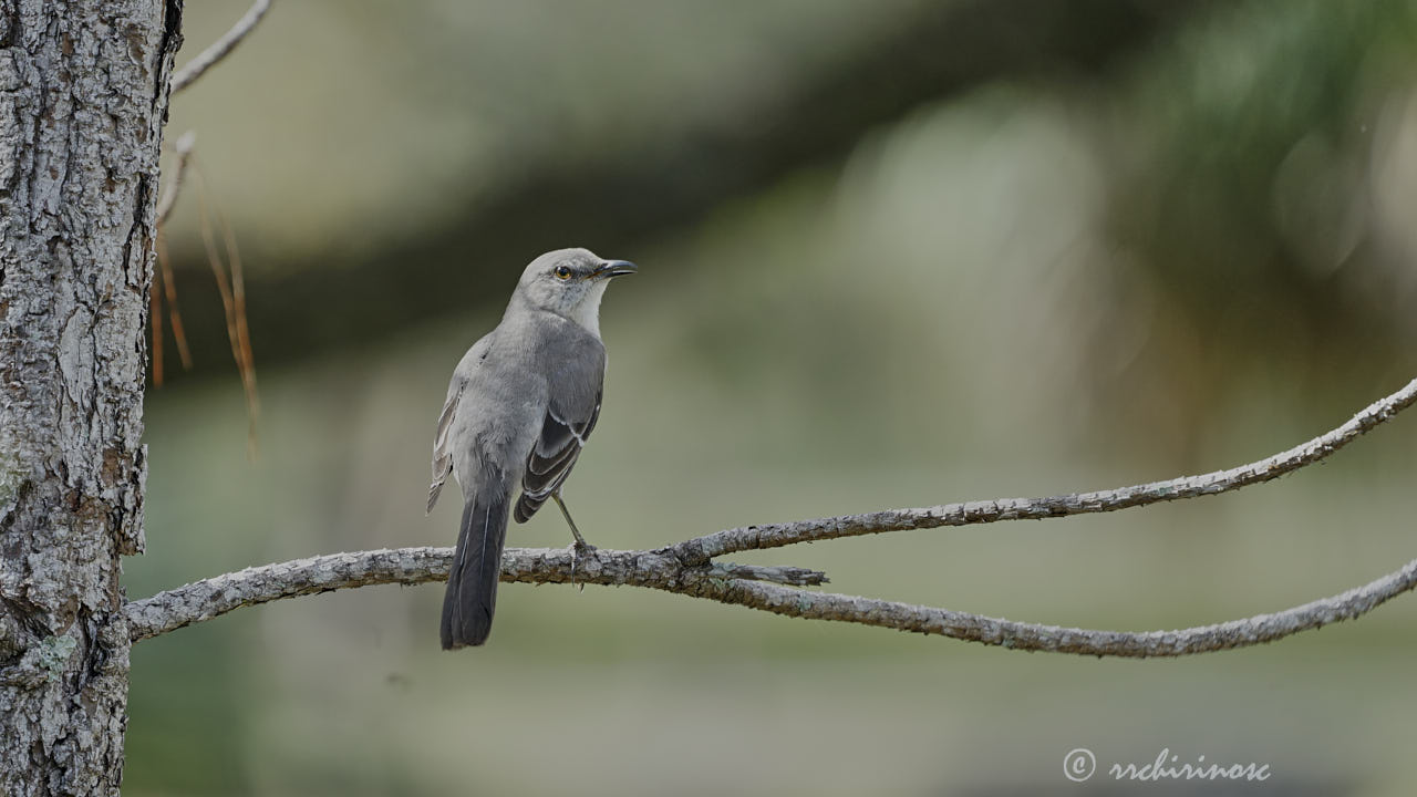 Northern mockingbird