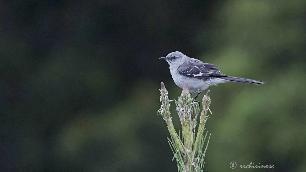 Northern mockingbird