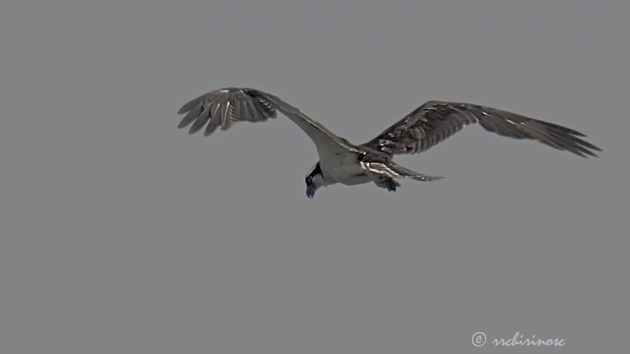Osprey