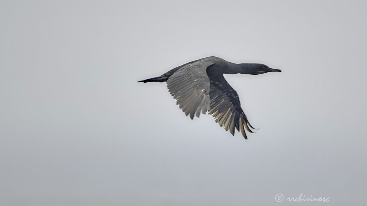 Pelagic cormorant
