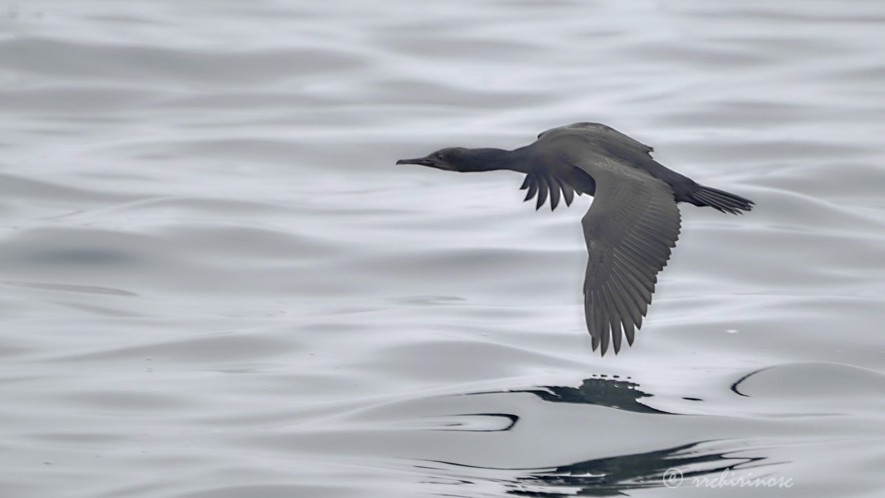 Pelagic cormorant