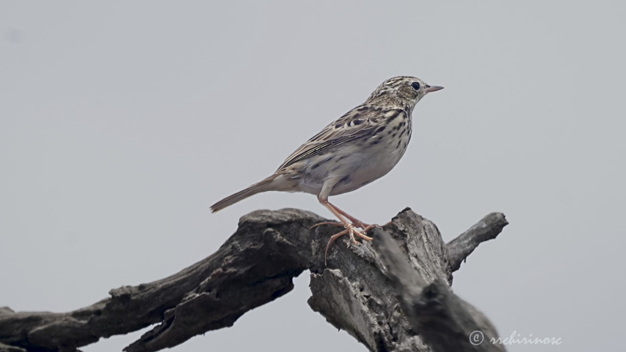 Peruvian pipit