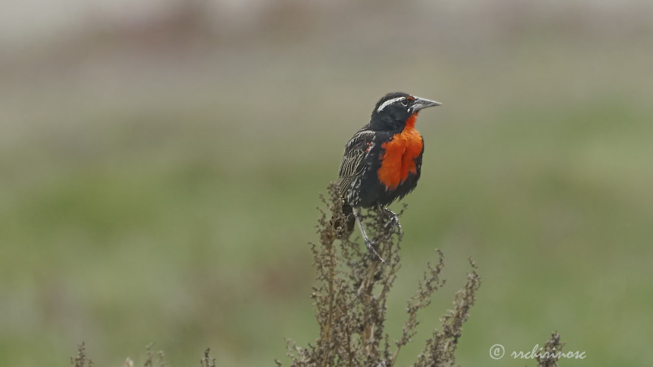 Peruvian meadowlark