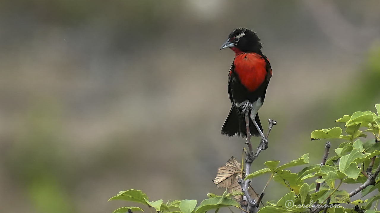 Peruvian meadowlark