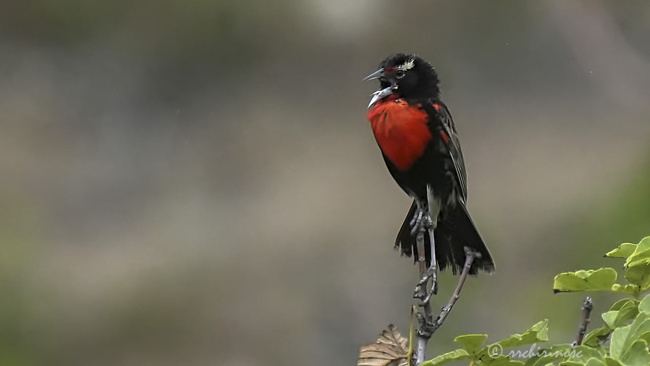 Peruvian meadowlark